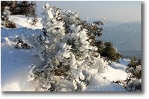 Foto Busalla&Ronco Scrivia - Fiori&Fauna - Infiorescenze di ghiaccio