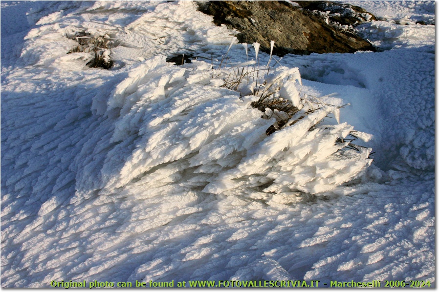 Infiorescenze di ghiaccio - Busalla&Ronco Scrivia - 2013 - Fiori&Fauna - Inverno - Canon EOS 300D