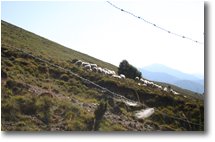 Foto Busalla&Ronco Scrivia - Fiori&Fauna - Graze on the slope of M. Porale
