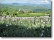 Fotografie Busalla&Ronco Scrivia - Fiori&Fauna - Prati infestati da asfodelo (porraccio)