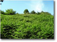 Foto Busalla&Ronco Scrivia - Fiori&Fauna - Terreno infestato da felce aquilina (pteridium aquilinum)