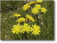 Foto Busalla&Ronco Scrivia - Fiori&Fauna - Variet� di leontodon