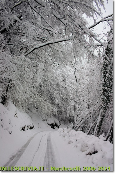 Neve a novembre: Pratopriore (Casella) - Casella - 2009 - Boschi - Inverno - Canon EOS 300D
