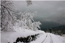  Neve a novembre: Pratopriore (Casella) - Casella - 2009 - Boschi - Inverno - Voto: Non  - Last Visit: 30/9/2023 0.15.54 