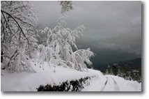 Foto Casella - Boschi - Neve a novembre: Pratopriore (Casella)