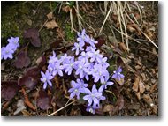 Foto Casella - Fiori&Fauna - Anemone Epatica