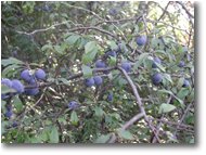 Foto Casella - Fiori&Fauna - Bacche di pruno selvatico