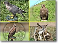 Foto Casella - Fiori&Fauna - Casella: rapaci esposti alla festa dei cacciatori