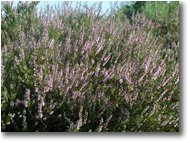 Fotografie Casella - Fiori&Fauna - Erica carnea