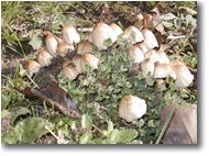 Fotografie Casella - Fiori&Fauna - Famigliole di funghi in un giardino di via Vaccarezza 