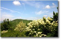 Fotografie Casella - Fiori&Fauna - Frassini fioriti con sullo sfondo il Monte Capanne