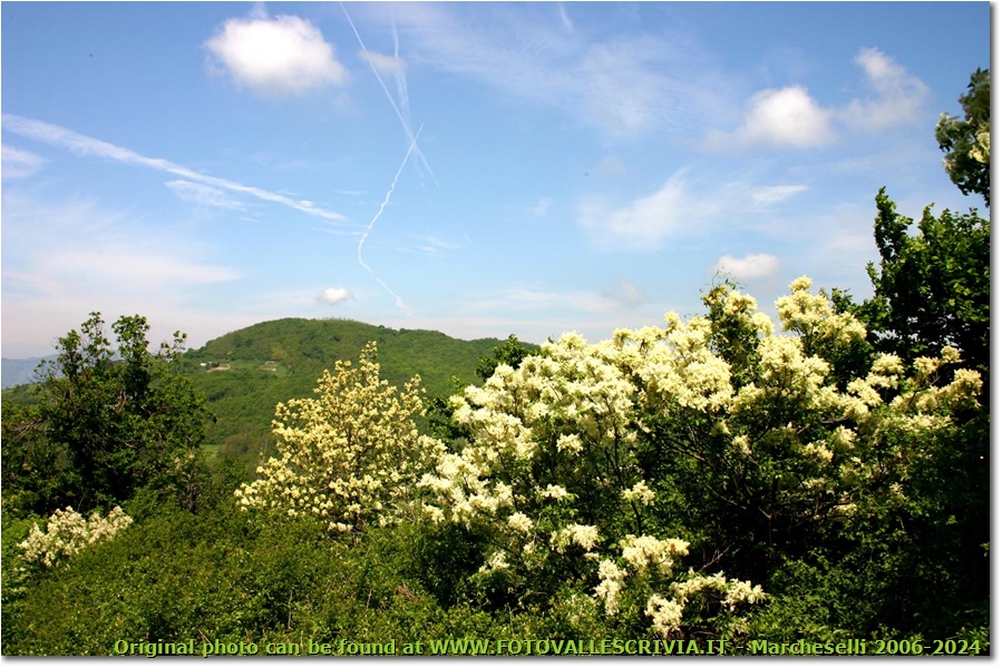 Frassini fioriti con sullo sfondo il Monte Capanne - Casella - 2006 - Fiori&Fauna - Estate - Canon EOS 300D