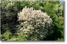 Foto Casella - Fiori&Fauna - Frassino in fiore