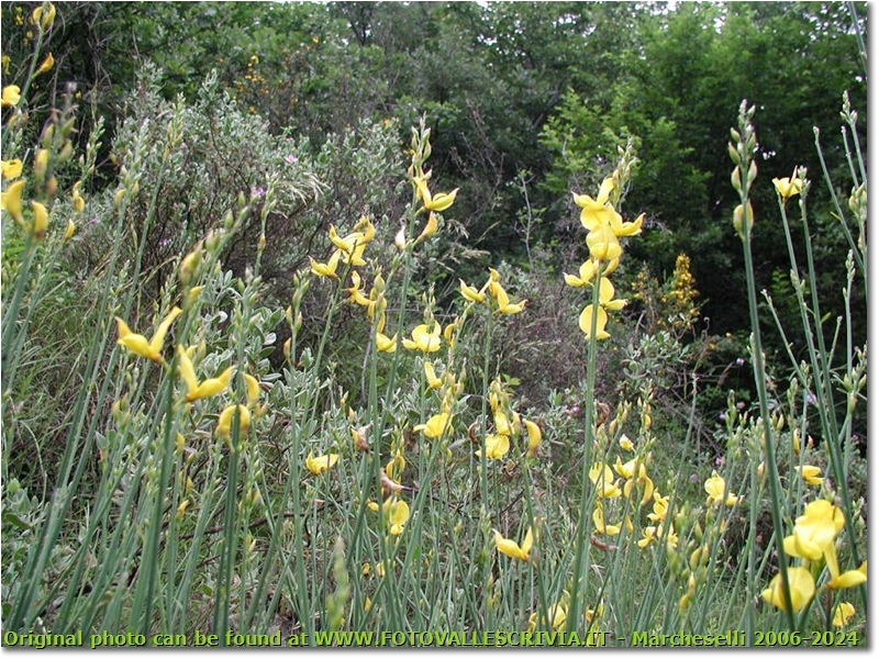 Ginestra (spartium junceum) - Casella - 2002 - Fiori&Fauna - Estate - Olympus Camedia 3000