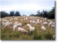 Foto Casella - Fiori&Fauna - Gregge al pascolo sul Monte Capanne