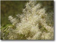 Foto Casella - Fiori&Fauna - Infiorescenza di frassino