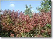 Fotografie Casella - Fiori&Fauna - Leaves of cornus sanguineus