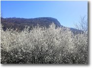 Foto Casella - Fiori&Fauna - No gh'è ninte che me ciamme comme e coste de collinn-e quando l'è fiorìo e ramme de amarene e de arsellinn-e