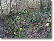 Fotografie Casella - Fiori&Fauna - Sottobosco con fioritura di primula auricolaorecchia d orso
