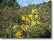 Foto Casella - Fiori&Fauna - Verga d'oro (solidago virgaurea)