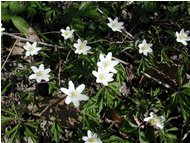  Anemone nemorosa - Casella - 2002 - Fiori&Fauna - Estate - Voto: 7,5  - Last Visit: 30/9/2023 21.5.19 