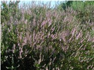  Erica carnea - Casella - <2001 - Fiori&Fauna - Estate - Voto: Non  - Last Visit: 29/9/2023 22.51.8 