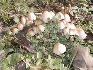  Famigliole di funghi in un giardino di via Vaccarezza  - Casella - 2006 - Fiori&Fauna - Estate - Voto: Non  - Last Visit: 9/6/2023 9.52.51 