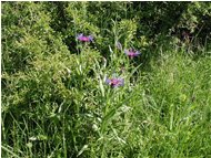  Fiordaliso montano (centaurea) - Casella - 2002 - Fiori&Fauna - Estate - Voto: Non  - Last Visit: 25/9/2023 8.37.1 