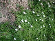  Fioritura di Anemone nemorosa - Casella - 2002 - Fiori&Fauna - Estate - Voto: Non  - Last Visit: 27/9/2023 12.54.25 