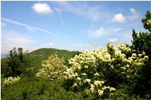  Frassini fioriti con sullo sfondo il Monte Capanne - Casella - 2006 - Fiori&Fauna - Estate - Voto: 7    - Last Visit: 24/9/2023 16.55.18 