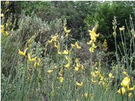  Ginestra (spartium junceum) - Casella - 2002 - Fiori&Fauna - Estate - Voto: Non  - Last Visit: 18/9/2023 21.44.58 