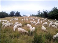  Gregge al pascolo sul Monte Capanne - Casella - 2011 - Fiori&Fauna - Estate - Voto: Non  - Last Visit: 27/9/2023 22.28.38 