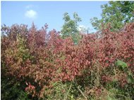  Le foglie del corniolo (cornus sanguineus) - Casella - 2002 - Fiori&Fauna - Inverno - Voto: Non  - Last Visit: 27/9/2023 18.29.8 