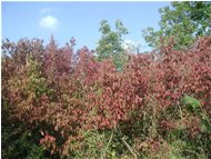  Le foglie del corniolo (cornus sanguineus) - Casella - 2002 - Fiori&Fauna - Inverno - Voto: Non  - Last Visit: 27/1/2024 17.27.49 