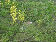  Maggiociondolo (Cytisus laburnum) - Casella - 2002 - Fiori&Fauna - Estate - Voto: Non  - Last Visit: 28/9/2023 10.29.30 