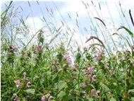  Milzadella (lamium purpureum) - Casella - <2001 - Fiori&Fauna - Estate - Voto: Non  - Last Visit: 29/9/2023 12.46.30 