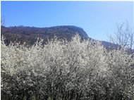  No gh'è ninte che me ciamme comme e coste de collinn-e quando l'è fiorìo e ramme de amarene e de arsellinn-e - Casella - 2015 - Fiori&Fauna - Estate - Voto: Non  - Last Visit: 30/9/2023 19.37.3 