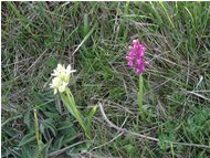  Orchide sambucina - Casella - 2002 - Fiori&Fauna - Estate - Voto: Non  - Last Visit: 21/9/2023 15.6.19 