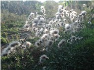  Pappi di cirsium - Casella - <2001 - Fiori&Fauna - Estate - Voto: Non  - Last Visit: 25/9/2023 17.50.31 