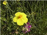  Potentilla - Casella - 2004 - Fiori&Fauna - Estate - Voto: Non  - Last Visit: 27/9/2023 15.47.32 