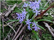  Scilla bifoglia - Casella - 2002 - Fiori&Fauna - Estate - Voto: Non  - Last Visit: 25/9/2023 0.8.6 