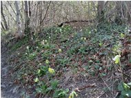  Sottobosco con fioritura di primula auricolaorecchia d orso - Casella - 2002 - Fiori&Fauna - Estate - Voto: 9    - Last Visit: 8/10/2023 2.28.57 