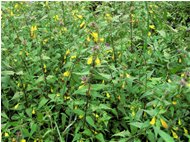  Un'erba comune: spigarola (melampyrium italicum) - Casella - 2011 - Fiori&Fauna - Estate - Voto: Non  - Last Visit: 19/9/2023 4.56.23 