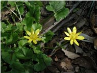  Una delle tante varietà di ranuncolo - Casella - 2002 - Fiori&Fauna - Estate - Voto: Non  - Last Visit: 5/10/2023 5.27.15 