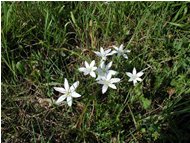  Una liliacea selvatica - Casella - 2002 - Fiori&Fauna - Estate - Voto: Non  - Last Visit: 13/12/2023 21.42.6 