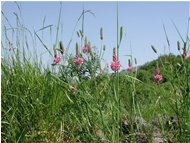  Veccia (vicia sativa) - Casella - <2001 - Fiori&Fauna - Estate - Voto: Non  - Last Visit: 6/10/2023 9.48.55 