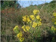  Verga d'oro (solidago virgaurea) - Casella - 2002 - Fiori&Fauna - Inverno - Voto: Non  - Last Visit: 27/1/2024 17.20.41 