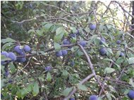  Blackthorn berry - Casella - 2002 - Flowers&Fauna - Winter - Voto: Non  - Last Visit: 27/1/2024 17.27.52 