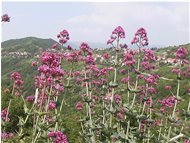  Centranto (Valeriana rossa) - Casella - 2004 - Flowers&Fauna - Summer - Voto: 10   - Last Visit: 3/5/2024 18.52.27 