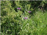 Fiordaliso montano (centaurea) - Casella - 2002 - Flowers&Fauna - Summer - Voto: Non  - Last Visit: 25/9/2023 8.37.1 
